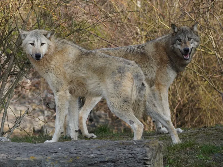 Zwei Timberwölfe in ihrem Gehege im Zoo Hannover.